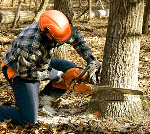 Tree Removal in Blackwell, OK